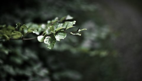 Обои ветка, природа, листья, размытость, branch, nature, leaves, blur разрешение 1920x1200 Загрузить