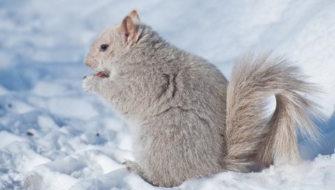 Обои снег, зима, белка, зверек, белочка, грызун, snow, winter, protein, animal, squirrel, rodent разрешение 2048x1280 Загрузить