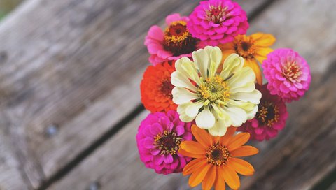 Обои цветы, макро, лепестки, букет, циния, цинии, flowers, macro, petals, bouquet, tsiniya, zinnia разрешение 4928x3264 Загрузить