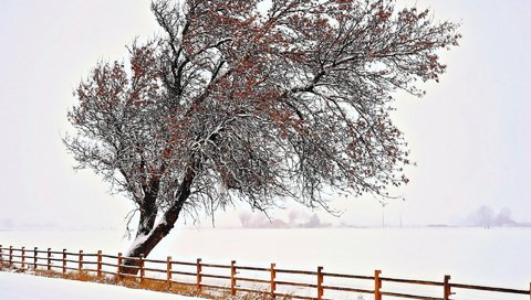 Обои снег, природа, дерево, зима, забор, snow, nature, tree, winter, the fence разрешение 1920x1200 Загрузить