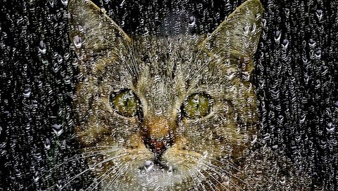 Обои капли, кошка, дождь, окно, стекло, drops, cat, rain, window, glass разрешение 1920x1200 Загрузить