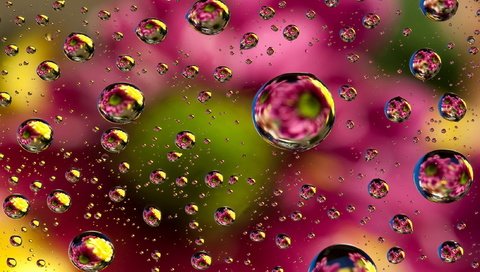 Обои цветы, вода, отражение, капли, цвет, брызги, капли воды, flowers, water, reflection, drops, color, squirt, water drops разрешение 2200x1600 Загрузить