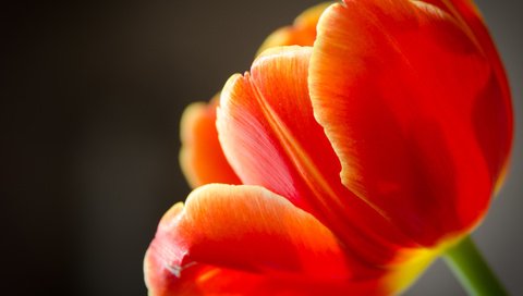 Обои макро, цветок, лепестки, тюльпан, macro, flower, petals, tulip разрешение 3591x2873 Загрузить