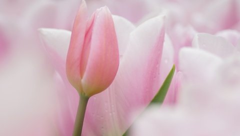 Обои цветы, фокус камеры, тюльпаны, розовые, нежные, flowers, the focus of the camera, tulips, pink, gentle разрешение 2560x1600 Загрузить