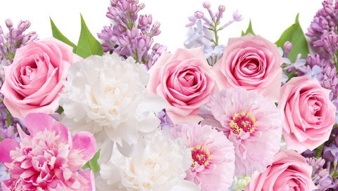 Обои цветы, розы, сирень,  цветы, пионы, роз, lilacs, flowers, roses, lilac, peonies разрешение 5777x3843 Загрузить