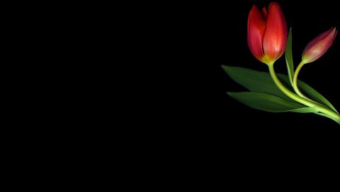 Обои минимализм, черный фон, тюльпаны, minimalism, black background, tulips разрешение 2560x1600 Загрузить