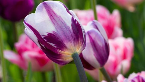 Обои цветы, тюльпаны, flowers, tulips разрешение 2048x1365 Загрузить