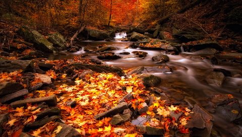 Обои река, лес, осень, river, forest, autumn разрешение 1920x1200 Загрузить