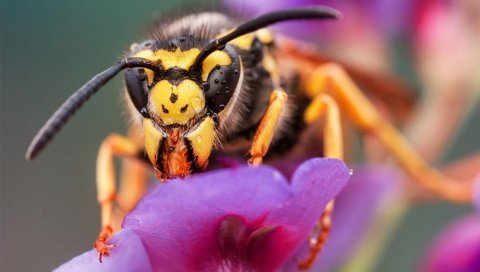 Обои макро, насекомое, цветок, пчела, оса, macro, insect, flower, bee, osa разрешение 1920x1200 Загрузить