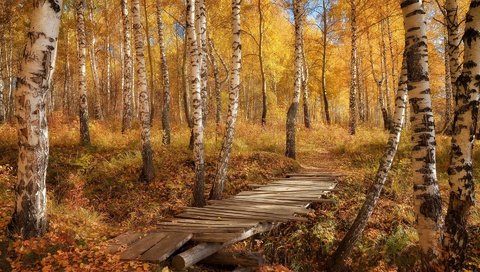 Обои березы, осень, тропа, birch, autumn, trail разрешение 1920x1200 Загрузить