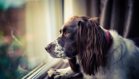 Обои морда, грусть, взгляд, собака, окно, спаниель, face, sadness, look, dog, window, spaniel разрешение 1920x1200 Загрузить