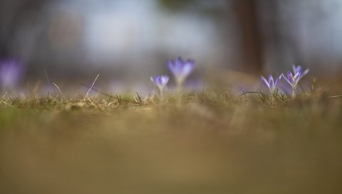 Обои свет, цветы, поле, весна, крокусы, light, flowers, field, spring, crocuses разрешение 2560x1707 Загрузить