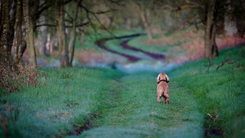 Обои дорога, трава, деревья, собака, кокер-спаниель, road, grass, trees, dog, cocker spaniel разрешение 2560x1600 Загрузить