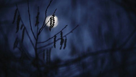 Обои ночь, ветка, луна, силуэт, темнота, сумерки, сережки, night, branch, the moon, silhouette, darkness, twilight, earrings разрешение 3000x2000 Загрузить