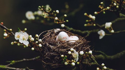 Обои природа, дерево, цветение, ветки, птицы, весна, яйца, гнездо, nature, tree, flowering, branches, birds, spring, eggs, socket разрешение 1920x1200 Загрузить