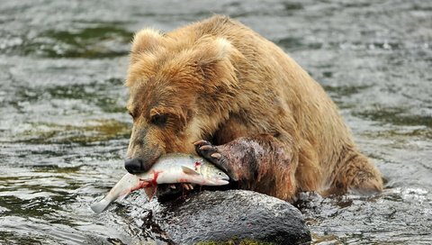 Обои река, медведь, камень, рыба, бурый медведь, в воде, river, bear, stone, fish, brown bear, in the water разрешение 2560x1600 Загрузить