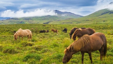 Обои горы, луг, лошади, кони, исландия, исландские лошади, mountains, meadow, horse, horses, iceland, icelandic horses разрешение 1920x1279 Загрузить