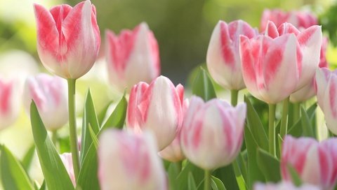 Обои цветы, природа, тюльпаны, макро., бело-розовые. бутоны, flowers, nature, tulips, macro., the pink and white. buds разрешение 1920x1200 Загрузить