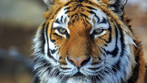 Обои тигр, морда, хищник, амурский, амурский тигр, tiger, face, predator, amur, the amur tiger разрешение 2560x1707 Загрузить