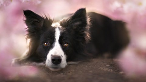 Обои взгляд, собака, друг, бордер-колли, look, dog, each, the border collie разрешение 1920x1209 Загрузить