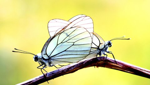 Обои ветка, фон, бабочки, две, branch, background, butterfly, two разрешение 1920x1200 Загрузить