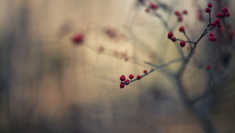 Обои ветка, природа, макро, капля, ягоды, плоды, branch, nature, macro, drop, berries, fruit разрешение 2560x1707 Загрузить