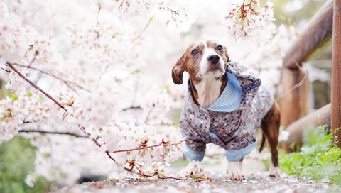 Обои взгляд, собака, весна, друг, look, dog, spring, each разрешение 2560x1600 Загрузить