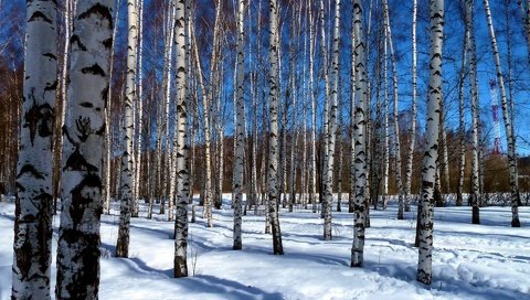 Обои деревья, снег, пейзаж, березы, роща, trees, snow, landscape, birch, grove разрешение 1920x1200 Загрузить