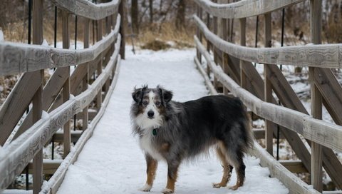 Обои снег, мост, собака, австралийская овчарка, snow, bridge, dog, australian shepherd разрешение 4604x2804 Загрузить