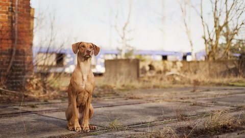 Обои собака, сидит, русская гончая, dog, sitting, russian hound разрешение 1920x1200 Загрузить