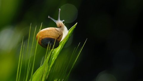 Обои трава, природа, макро, улитка, grass, nature, macro, snail разрешение 2560x1707 Загрузить