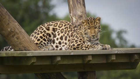 Обои леопард, пятна, хищник, отдых, зоопарк, дикая кошка, leopard, spot, predator, stay, zoo, wild cat разрешение 2560x1440 Загрузить
