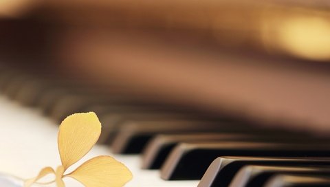 Обои макро, цветок, музыка, пианино, клавиши, macro, flower, music, piano, keys разрешение 2573x1716 Загрузить