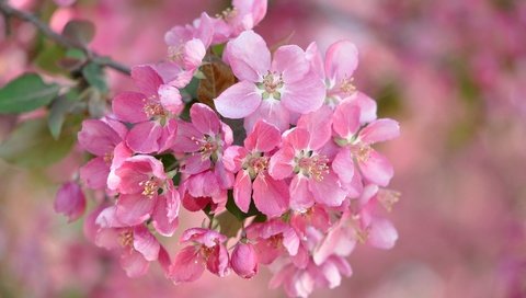 Обои цветы, ветка, цветение, размытость, весна, розовые, flowers, branch, flowering, blur, spring, pink разрешение 2048x1360 Загрузить