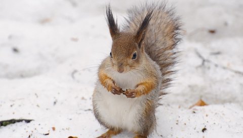 Обои снег, зима, животное, белка, белочка, anna verdina, snow, winter, animal, protein, squirrel разрешение 3084x2468 Загрузить