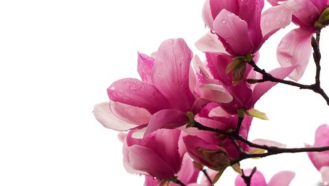 Обои цветы, ветка, макро, капли, лепестки, магнолия, магнолии, flowers, branch, macro, drops, petals, magnolia разрешение 2048x1401 Загрузить
