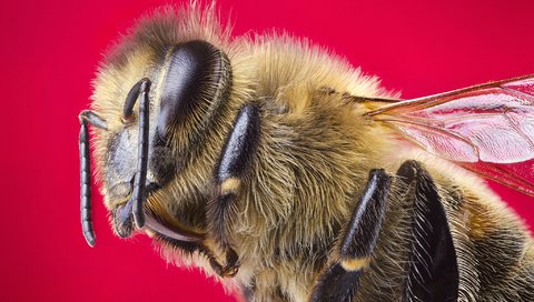 Обои макро, насекомое, крылья, пчела, красный фон, голова, macro, insect, wings, bee, red background, head разрешение 2048x1356 Загрузить