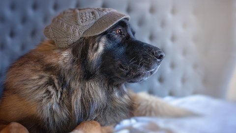 Обои собака, профиль, кепка, овчарка, dog, profile, cap, shepherd разрешение 1920x1200 Загрузить