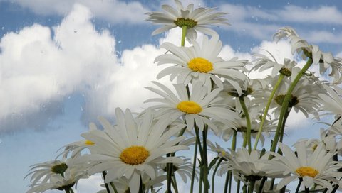 Обои небо, цветы, облака, ромашки, белые, the sky, flowers, clouds, chamomile, white разрешение 1920x1080 Загрузить