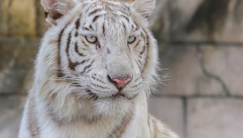 Обои тигр, взгляд, белый, хищник, большая кошка, tiger, look, white, predator, big cat разрешение 2048x1638 Загрузить