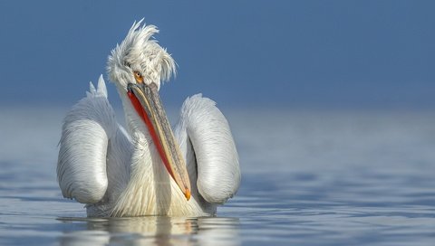 Обои вода, природа, птица, клюв, перья, пеликан, water, nature, bird, beak, feathers, pelican разрешение 1920x1200 Загрузить