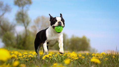 Обои цветы, собака, бостон-терьер, игра.мяч, flowers, dog, boston terrier, game.the ball разрешение 4495x2997 Загрузить