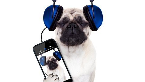 Обои собака, наушники, юмор, белый фон, телефон, мопс, смартфон, dog, headphones, humor, white background, phone, pug, smartphone разрешение 5700x4500 Загрузить