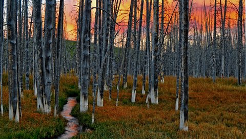 Обои небо, трава, деревья, лес, закат, ручей, the sky, grass, trees, forest, sunset, stream разрешение 3363x2396 Загрузить