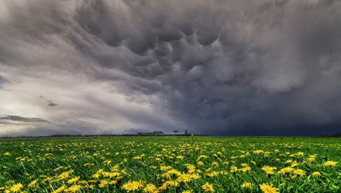 Обои небо, цветы, облака, поле, луг, одуванчики, желтые, the sky, flowers, clouds, field, meadow, dandelions, yellow разрешение 1920x1280 Загрузить