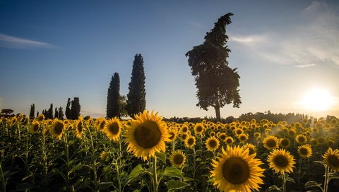 Обои облака, деревья, солнце, пейзаж, поле, италия, подсолнухи, clouds, trees, the sun, landscape, field, italy, sunflowers разрешение 1920x1080 Загрузить