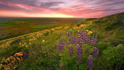 Обои природа, пейзаж, поле, луг, цветы.закат, nature, landscape, field, meadow, flowers.sunset разрешение 1920x1200 Загрузить