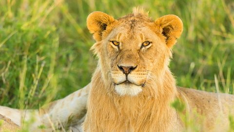 Обои природа, кошка, хищник, лев, львица, большая, дикая, nature, cat, predator, leo, lioness, large, wild разрешение 1920x1200 Загрузить