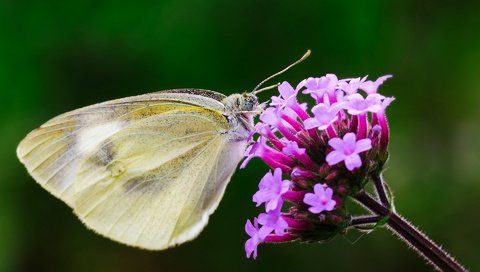 Обои макро, насекомое, цветок, бабочка, крылья, macro, insect, flower, butterfly, wings разрешение 1920x1200 Загрузить