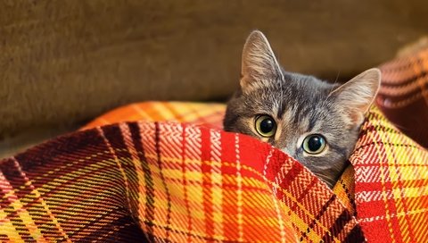 Обои кот, шерсть, взгляд, одеяло, плед, cat, wool, look, blanket, plaid разрешение 2000x1126 Загрузить